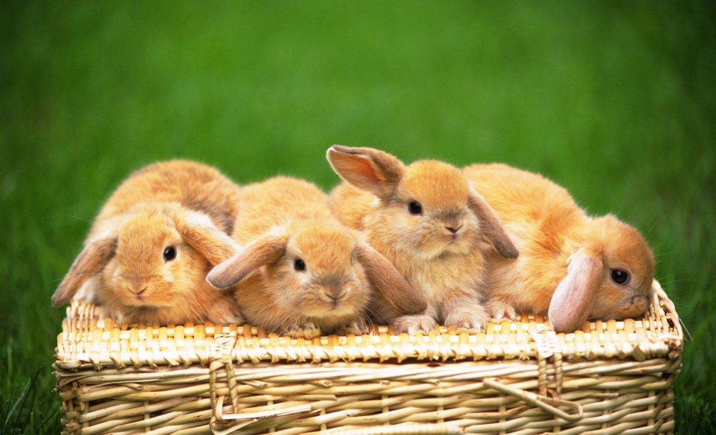 Małe króliczki w koszyczku na łące